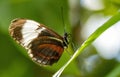 Closeup shot of a cydno longwing butterfly on a plant. Royalty Free Stock Photo