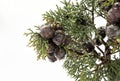 Closeup shot of the cypress tree branches with cones on the white sky background Royalty Free Stock Photo