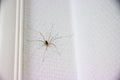 Closeup shot of a daddy longlegs spider on a white wall with blur background