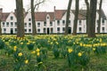 Closeup shot of Daffodils in front of Beguinage in Bruges, Belgium Royalty Free Stock Photo