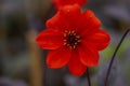 Closeup shot of a Dahlia 'Bishop of Llandaff' flower in a park Royalty Free Stock Photo