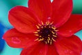 Closeup shot of a Dahlia 'Bishop of Llandaff' flower in a park Royalty Free Stock Photo