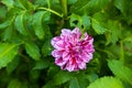 Closeup shot of a dahlia explosion flower in a garden