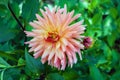Closeup shot of a Dahlia flower in a garden in full bloom Royalty Free Stock Photo