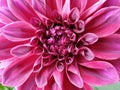 Closeup shot of Dahlia Taboo Flower