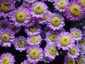 Closeup shot of daisy-shaped flowers with small purple petals