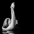 Closeup shot of a Dalmatian Pelican isolated on a black background Royalty Free Stock Photo