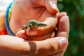 Closeup shot of Dalmatian wall lizard Podarcis melisellensis in the family of Lacertidae sitting on the fingers of human hands in