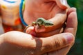 Closeup shot of Dalmatian wall lizard Podarcis melisellensis in the family of Lacertidae sitting on the fingers of human hands in