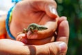 Closeup shot of Dalmatian wall lizard Podarcis melisellensis in the family of Lacertidae sitting on the fingers of human hands in