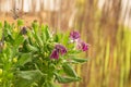 Closeup shot of damaged African violet daisy flowers with a blurred background Royalty Free Stock Photo