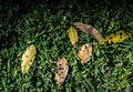 Closeup shot of damaged leaves fallen on the grass