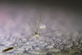 Closeup shot of a dandelion covered in dewdrops Royalty Free Stock Photo