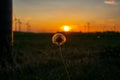 Closeup shot of a dandelion in a field during the sunset Royalty Free Stock Photo
