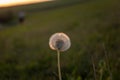 Closeup shot of a dandelion in a field during the sunset Royalty Free Stock Photo