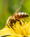 Closeup shot of a dandelion honeybee in a garden during the day Royalty Free Stock Photo