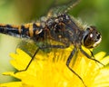 Closeup shot of a dandelion honeybee in a garden during the day Royalty Free Stock Photo