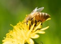 Closeup shot of a dandelion honeybee in a garden during the day Royalty Free Stock Photo