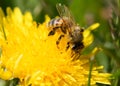 Closeup shot of a dandelion honeybee in a garden during the day Royalty Free Stock Photo