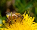 Closeup shot of a dandelion honeybee in a garden during the day Royalty Free Stock Photo