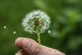 Closeup shot of dandelion in human hand. Generate ai Royalty Free Stock Photo