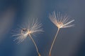 Closeup shot of dandelion seeds with water droplets on a blue background Royalty Free Stock Photo