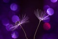 Closeup shot of dandelion seeds with water droplets on a purple background Royalty Free Stock Photo