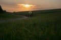 Closeup shot of dandelion during a sunset Royalty Free Stock Photo