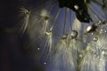Closeup shot of dandelions covered in dewdrops Royalty Free Stock Photo