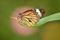 Closeup shot of a Danus genutia butterfly on a green leaf Royalty Free Stock Photo