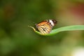 Closeup shot of a Danus genutia butterfly on a green leaf Royalty Free Stock Photo