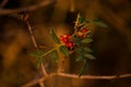 Closeup shot of a Daphne mezereum venomous plant on blurred background