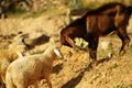 Closeup shot of a dark brown goat fighting a white sheep