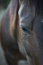 Dark brown horse eye close-up