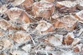 Closeup shot of a date palm tree trunk surface Royalty Free Stock Photo