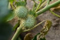 Closeup shot of Datura innoxia green fruit