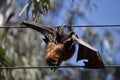 Closeup shot of a dead bat hanging on electrical cable wires Royalty Free Stock Photo