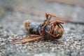 Closeup shot of a dead bumblebee on the ground with a blurred background