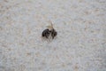 Closeup shot of a dead fly on smooth white background Royalty Free Stock Photo