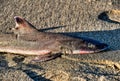 Closeup shot of a dead shark on the sand