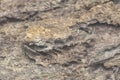 Closeup shot of the decaying wood texture of oil palm tree. Royalty Free Stock Photo