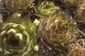 Closeup shot of decorative artichokes growing in the garden