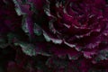Closeup shot of decorative cabbage Royalty Free Stock Photo