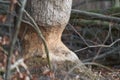 Closeup shot of a deeply shaved tree trunk