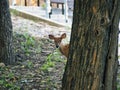 Closeup shot of a deer looking at a camera in Ernie Miller park and Nature Center Olathe, KS Royalty Free Stock Photo