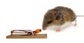 Closeup shot of deer mouse and baited trap isolated on white Royalty Free Stock Photo