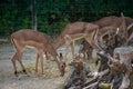 Closeup shot of deers on the welded wire fence on the background