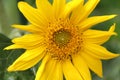 Closeup shot of a delicate Common sunflower (Helianthus annuus) with bright yellow petals Royalty Free Stock Photo