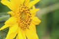 Closeup shot of a delicate Common sunflower (Helianthus annuus) with bright yellow petals Royalty Free Stock Photo