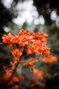 Closeup shot of a java glorybower (cleodendrum speciosissimum) flower on a blurred background